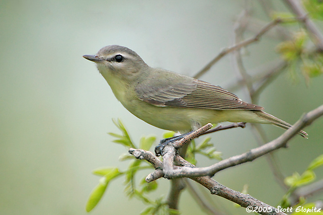 Philadelphia Vireo