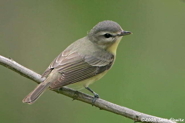 Philadelphia Vireo