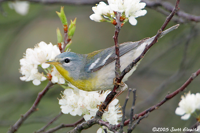 Northern Parula