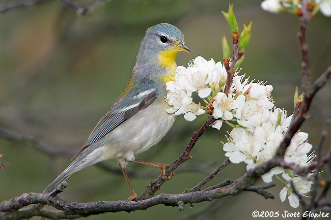 Northern Parula