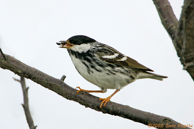 Blackpoll Warbler