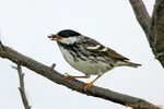 Blackpoll Warbler