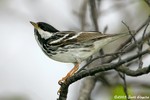 Blackpoll Warbler