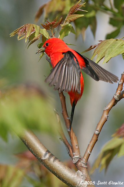 Scarlet Tanager