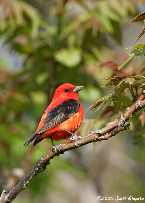 Scarlet Tanager