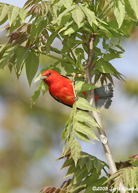 Scarlet Tanager