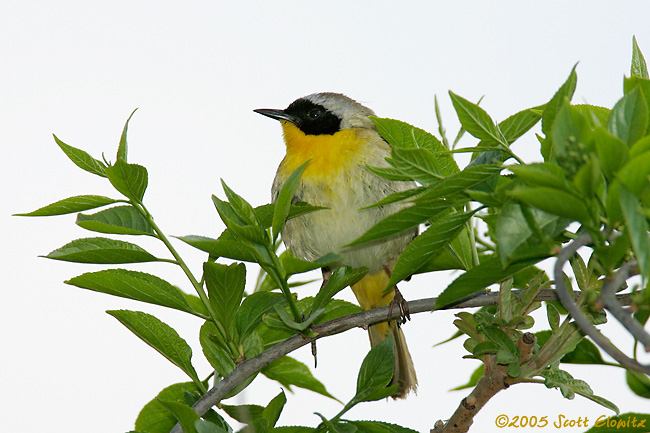 Common Yellowthroat