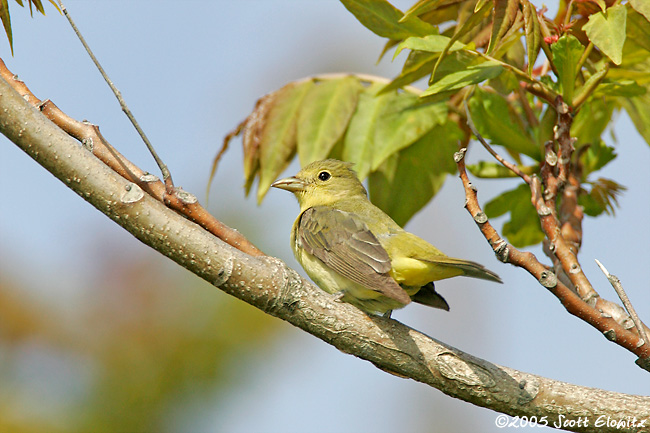 Scarlet Tanager