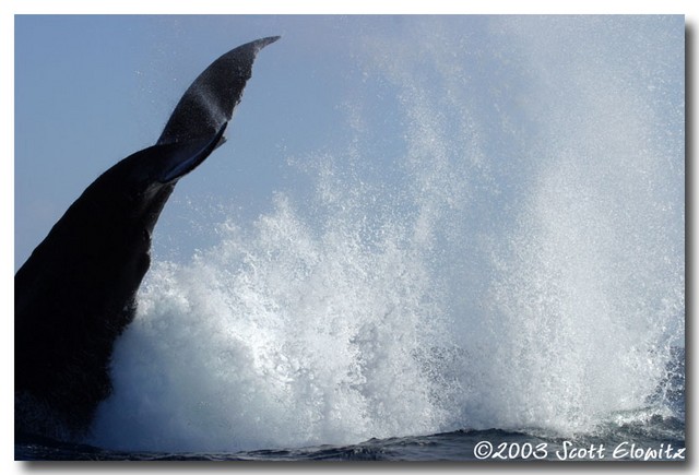 Humpback Whale