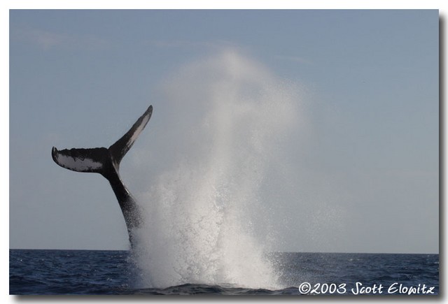 Humpback Whale