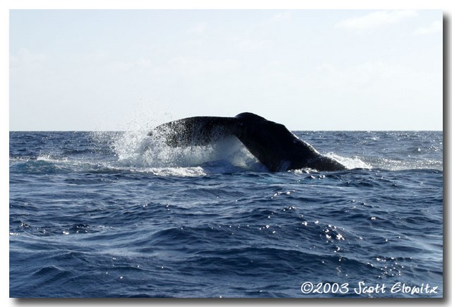 Humpback Whale