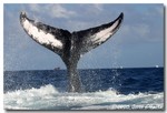 Humpback Whale