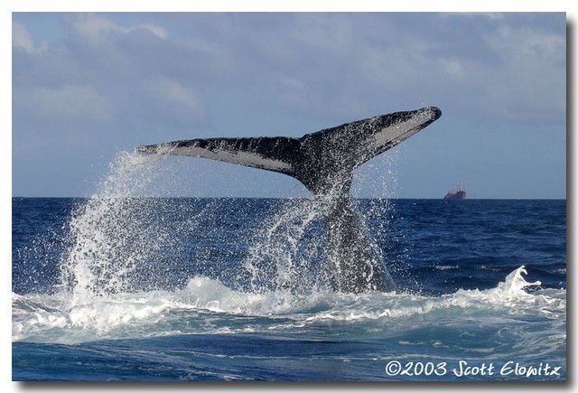 Humpback Whale