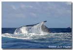 Humpback Whale