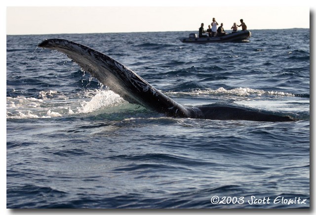 Humpback Whale