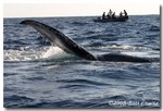 Humpback Whale