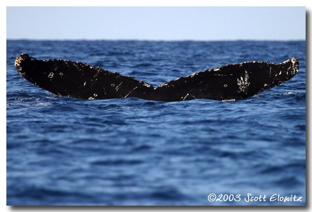 Humpback Whale