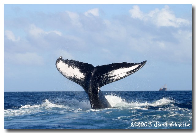 Humpback Whale