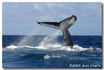 Humpback Whale