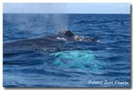 Humpback Whale