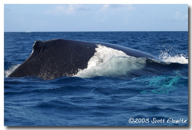 Humpback Whale