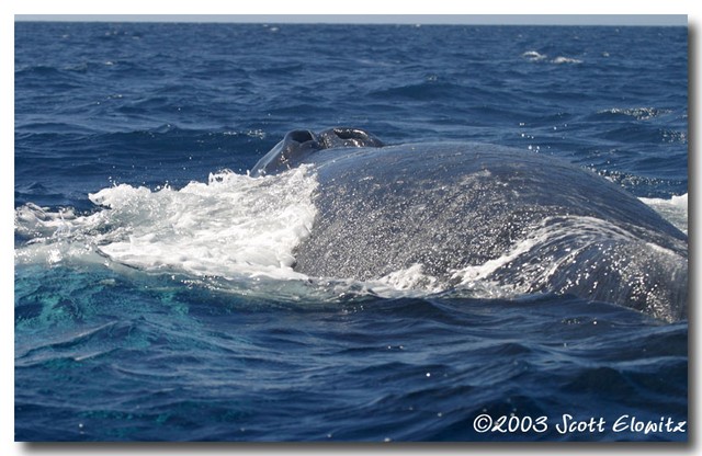 Humpback Whale