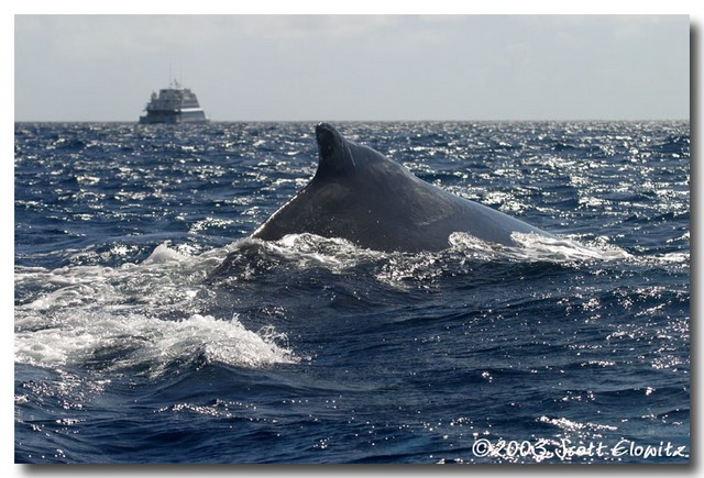 Humpback Whale