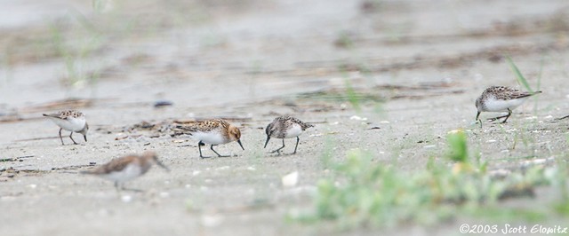 Little Stint & Semipalmated Sandpiper