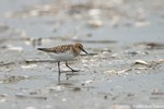 Little Stint