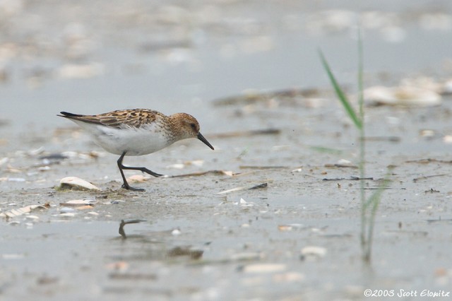 Little Stint