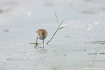 Little Stint