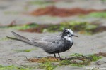 Black Tern