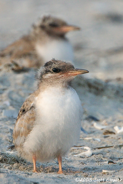 Common Tern chick