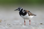 Ruddy Turnstone