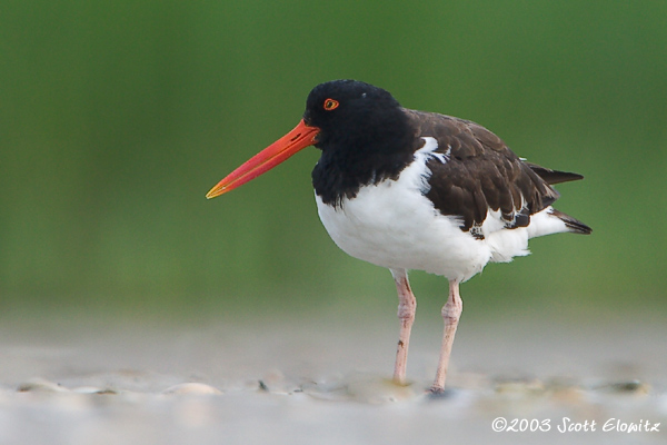 American Oystercatcher