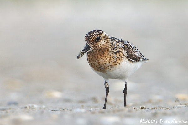 Sanderling