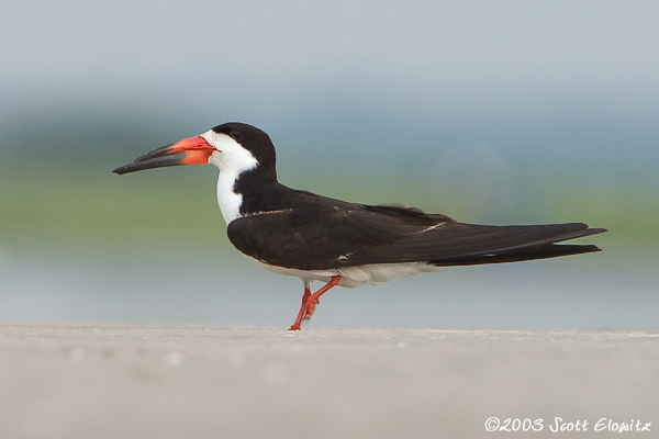 Black Skimmer