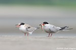 Common Tern and chick
