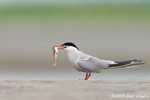 Common Tern