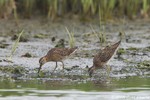 Short-billed Dowitcher