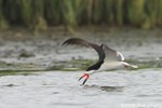 Black Skimmer