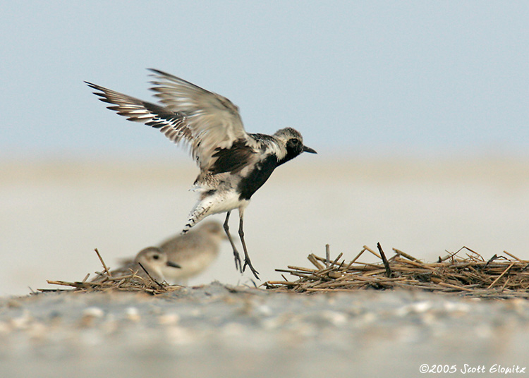 Black-bellied Plover