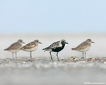 Black-bellied Plover