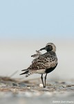 Black-bellied Plover