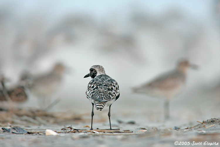 Black-bellied Plover