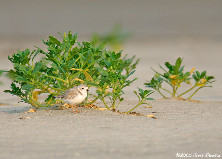 Piping Plover