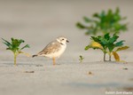 Piping Plover