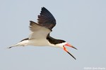 Black Skimmer