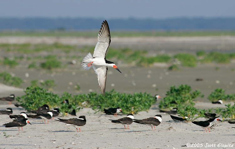 Black Skimmer