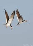 Black Skimmer